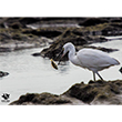 <b>Photo:</b> Michel Sawan