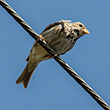 <b>Photo:</b> Michel Sawan