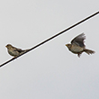 <b>Photo:</b> Michel Sawan