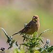 <b>Photo:</b> Michel Sawan