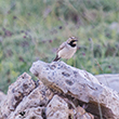 <b>Photo:</b> Michel Sawan