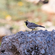 <b>Photo:</b> Michel Sawan