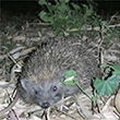 <b>Location:</b> Wadi el Hujeir Nature Reserve<br>