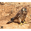<b>Photo:</b> Michel Sawan