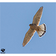 <b>Photo:</b> Michel Sawan