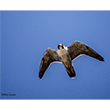 <b>Photo:</b> Michel Sawan