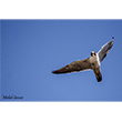 <b>Photo:</b> Michel Sawan