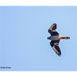 <b>Photo:</b> Michel Sawan