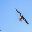 <b>Photo:</b> Michel Sawan