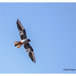<b>Photo:</b> Michel Sawan