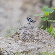 <b>Photo:</b> Michel Sawan