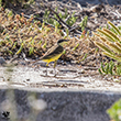 <b>Photo:</b> Michel Sawan
