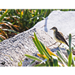 <b>Photo:</b> Michel Sawan