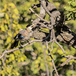 <b>Photo:</b> Michel Sawan