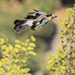 <b>Photo:</b> Michel Sawan