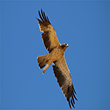 <b>Date:</b> 2026<br><b>Photo:</b> Fouad Itani