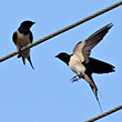 <b>Photo:</b> Michel Sawan