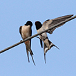 <b>Photo:</b> Michel Sawan