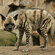 <b>Location:</b> Wadi el Hujeir Nature Reserve<br>