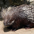 <b>Location:</b> Wadi el Hujeir Nature Reserve<br>
