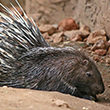 <b>Location:</b> Wadi el Hujeir Nature Reserve<br>