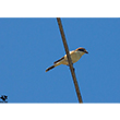 <b>Photo:</b> Michel Sawan