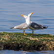 <b>Photo:</b> Michel Sawan