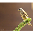 <b>Photo:</b> Michel Sawan