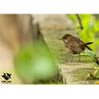 <b>Photo:</b> Michel Sawan