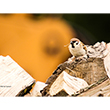 <b>Photo:</b> Michel Sawan