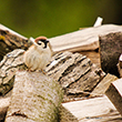 <b>Photo:</b> Michel Sawan