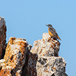 <b>Photo:</b> Michel Sawan