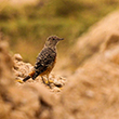 <b>Photo:</b> Michel Sawan