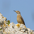 <b>Photo:</b> Michel Sawan