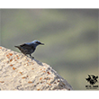 <b>Photo:</b> Michel Sawan