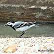 <b>Photo:</b> Michel Sawan
