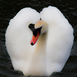 <b>Photo:</b> Michel Sawan