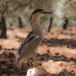 <b>Photo:</b> Michel Sawan