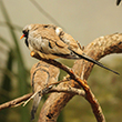 <b>Photo:</b> Michel Sawan