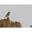 <b>Photo:</b> Michel Sawan