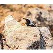 <b>Photo:</b> Michel Sawan