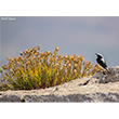 <b>Photo:</b> Michel Sawan