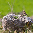 <b>Photo:</b> Michel Sawan