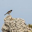 <b>Photo:</b> Michel Sawan