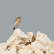 <b>Photo:</b> Michel Sawan
