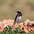 <b>Photo:</b> Michel Sawan