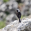 <b>Photo:</b> Michel Sawan