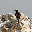 <b>Photo:</b> Michel Sawan
