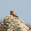 <b>Photo:</b> Michel Sawan