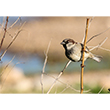 <b>Photo:</b> Michel Sawan